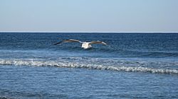 Seagull over wave in Sunset Beach