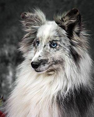 Shetland Sheepdog7