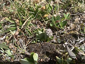 Snow willow (Salix nivalis)