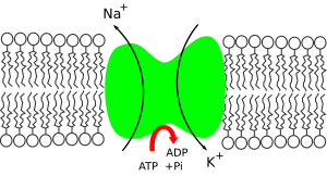 Sodium-potassium pump