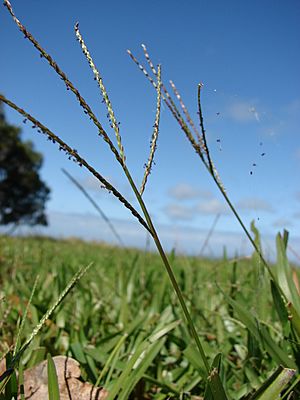 Starr 090121-1001 Axonopus fissifolius.jpg