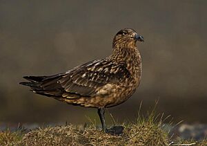 Stercorarius skua -Iceland-8.jpg