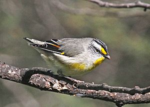 Striated Pardalote JCB