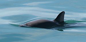 Vaquita4 Olson NOAA.jpg