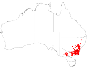 Veronica perfoliata Distmap1.png