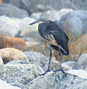 White-Bellied Heron DSCN1518 06, crop.jpg