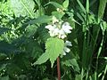 White dead-nettle