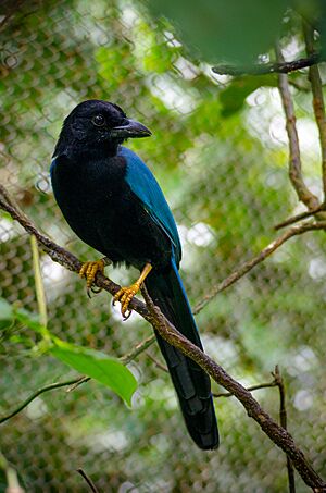 Yucatan Jay.jpg