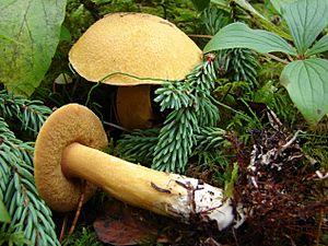 2008-09-02 Suillus tomentosus 41689.jpg