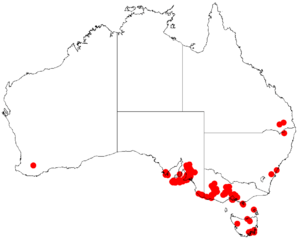 Acacia retinodesDistMap761.png