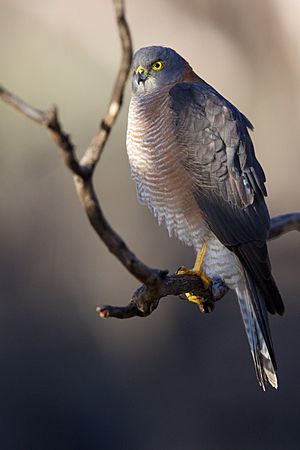 Accipiter cirrocephalus - Collared Sparrowhawk.jpg