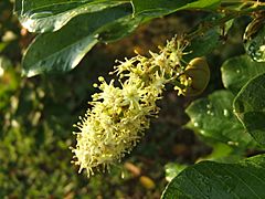 Ackee Flower 001