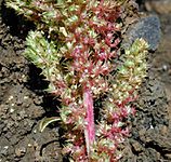 Amaranthus.hybridus1web