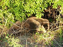 Anteater foraging