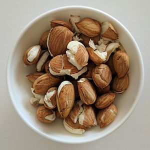 Apricot kernel in bowl