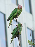 Aratinga erythrogenys -San Francisco-6