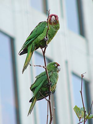 Aratinga erythrogenys -San Francisco-6