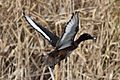 Aythya australis -Coolart Wetlands, Mornington Peninsula, Victoria, Australia -male-8