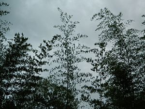 Bamboo Canopy