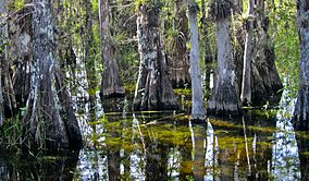 Big Cypress National Preserve.jpg