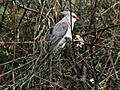 Blue-naped Mousebird RWD