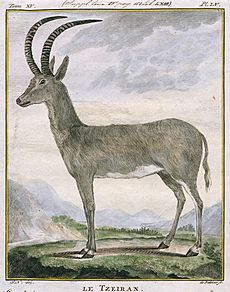 Bluebuck by Allamand, 1778