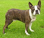 A brown and white dog turns to face the camera. Its ear's stand up on top of its head.