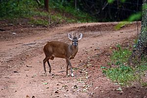 Brocket deer Mazama gouazoubira Santa fe do Sul 1.jpg