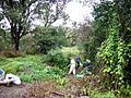 Bush regeneration Bray Avenue Earlwood