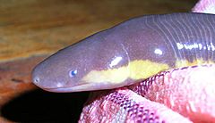 Caecilian wynaad1.jpg