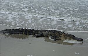 Caswell Beach Wildlife