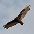 Cathartes aura -Florida -USA -flying-8-4c