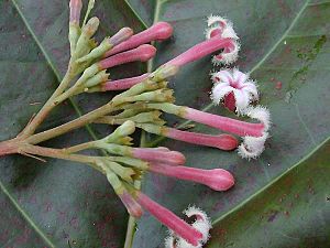 Cinchona.pubescens01.jpg