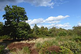 Clearing in Keston Common