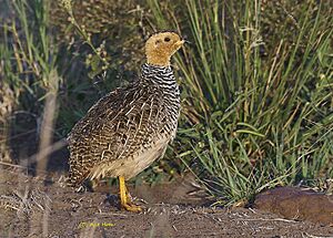 CoquiFrancolin MasaiMara.jpg