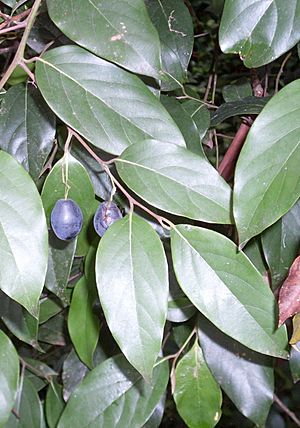 Cryptocarya rigida leaves & fruit.JPG