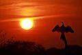 Darter at Sunset