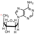 DeoxyadenosylRadical