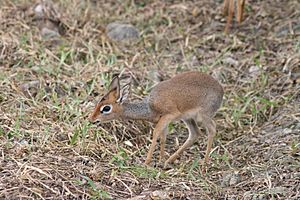 Dikdik eating