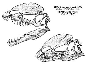 Dilophosaurus Qilong