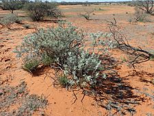 Eremophila recurva (habit)