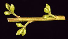 Eucalyptus badjensis buds