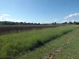 Fields at Innisplain, Queensland