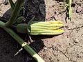 Flower of Cucurbita foetidissima (Buffalo Gourd)