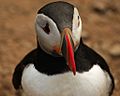 Fratercula arctica -Skomer Island -upper body-8b