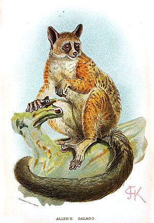 Galago alleni.jpg