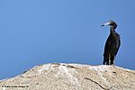 Garzas en el Parque Tayrona (4167031873).jpg