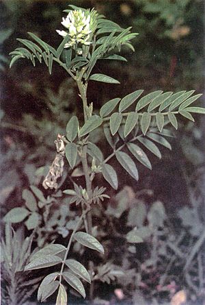 Glycyrrhiza lepidota.jpg