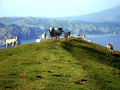 Goats in Batanes