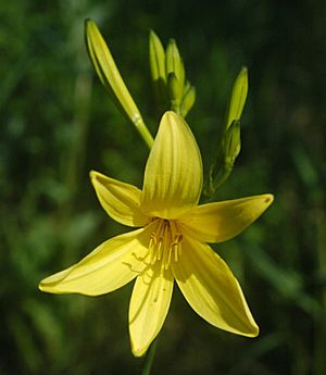 Hemerocallis lilioasphodelus.jpg